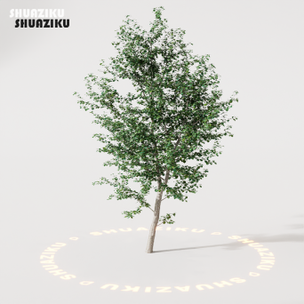 图片[16]-D5渲染器室外绿植树木模型22个-刷子库