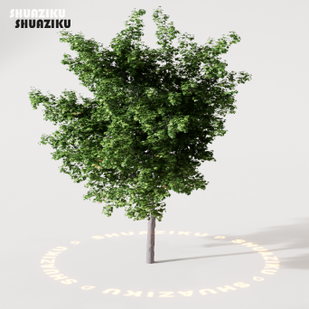 图片[15]-D5渲染器室外绿植树木模型22个-刷子库