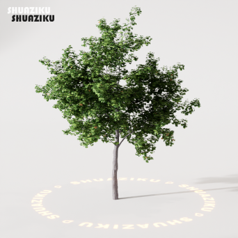 图片[18]-D5渲染器室外绿植树木模型22个-刷子库