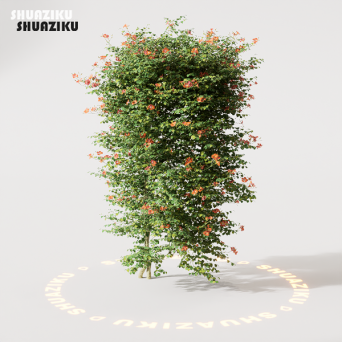 图片[17]-D5渲染器室外绿植树木模型22个-刷子库