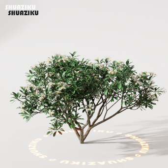 图片[21]-D5渲染器室外绿植树木模型22个-刷子库