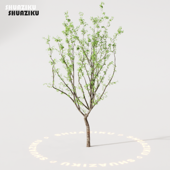 图片[22]-D5渲染器室外绿植树木模型22个-刷子库