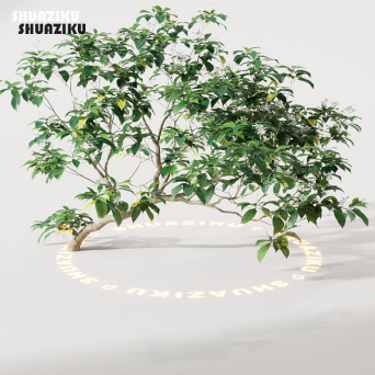 图片[5]-D5渲染器室外绿植树木模型22个-刷子库