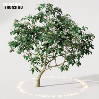 图片[4]-D5渲染器室外绿植树木模型22个-刷子库