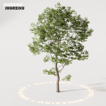 图片[7]-D5渲染器室外绿植树木模型22个-刷子库