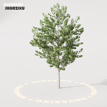 图片[12]-D5渲染器室外绿植树木模型22个-刷子库