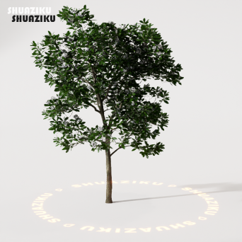 图片[11]-D5渲染器室外绿植树木模型22个-刷子库