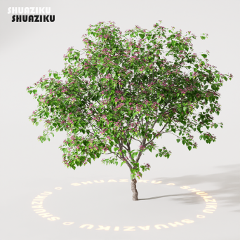 图片[14]-D5渲染器室外绿植树木模型22个-刷子库