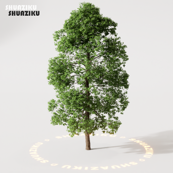 图片[16]-D5渲染器室外绿植树木模型22个-刷子库