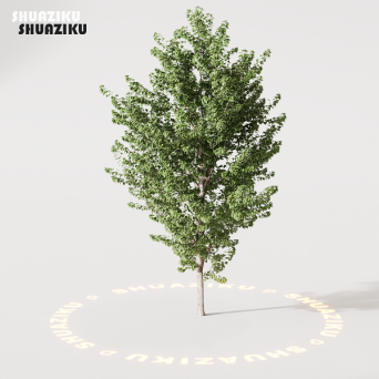 图片[15]-D5渲染器室外绿植树木模型22个-刷子库