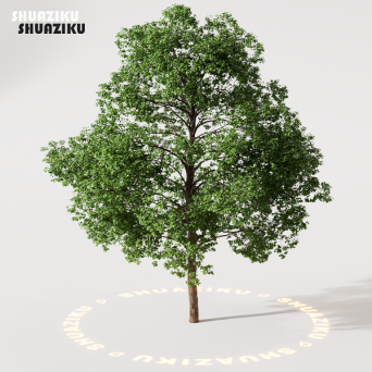 图片[18]-D5渲染器室外绿植树木模型22个-刷子库