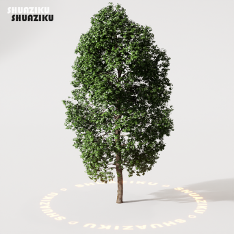 图片[17]-D5渲染器室外绿植树木模型22个-刷子库