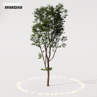 图片[3]-D5渲染器室外植物树木模型下载88个-刷子库