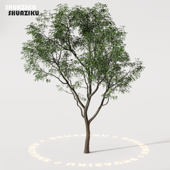 图片[4]-D5渲染器室外植物树木模型下载88个-刷子库