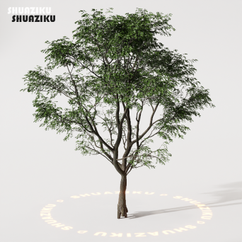 图片[5]-D5渲染器室外植物树木模型下载88个-刷子库