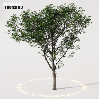 图片[6]-D5渲染器室外植物树木模型下载88个-刷子库