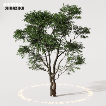 图片[7]-D5渲染器室外植物树木模型下载88个-刷子库