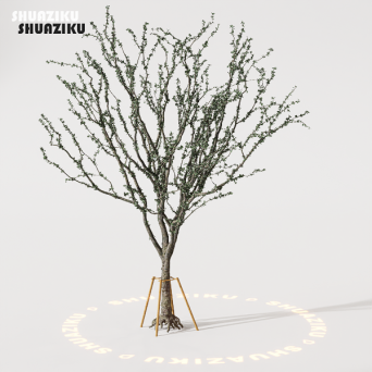 图片[8]-D5渲染器室外植物树木模型下载88个-刷子库