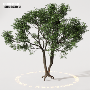 图片[10]-D5渲染器室外植物树木模型下载88个-刷子库