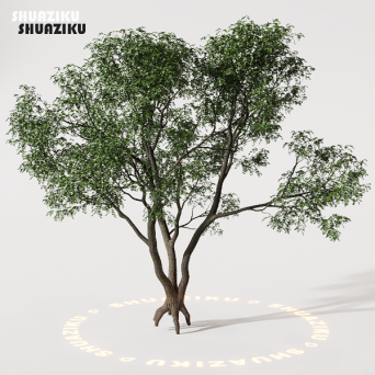 图片[9]-D5渲染器室外植物树木模型下载88个-刷子库