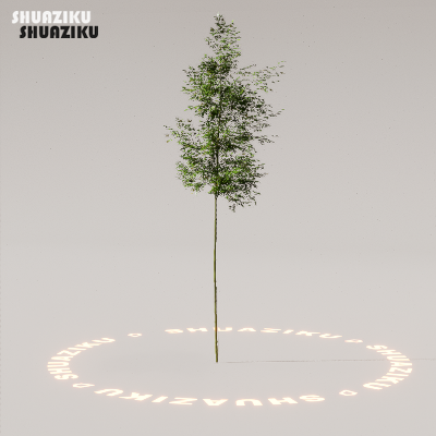 图片[17]-D5渲染器室外植物树木模型下载88个-刷子库