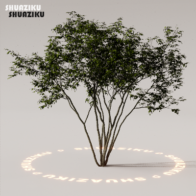 图片[37]-D5渲染器室外植物树木模型下载88个-刷子库