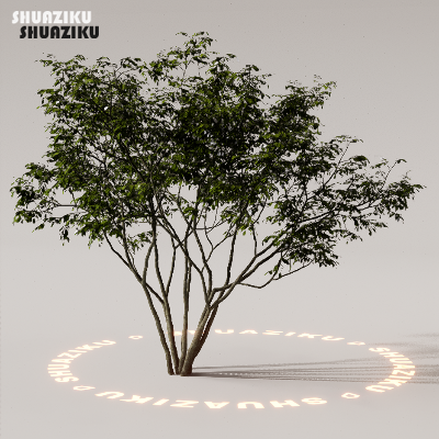 图片[39]-D5渲染器室外植物树木模型下载88个-刷子库