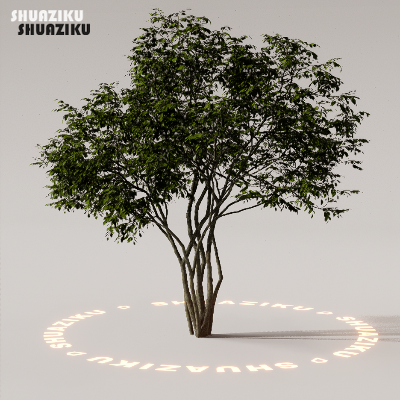 图片[40]-D5渲染器室外植物树木模型下载88个-刷子库