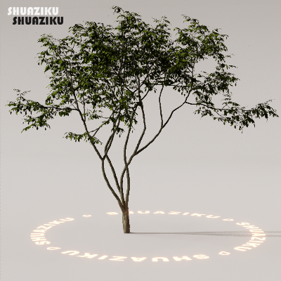 图片[47]-D5渲染器室外植物树木模型下载88个-刷子库