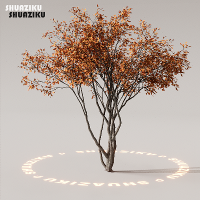 图片[48]-D5渲染器室外植物树木模型下载88个-刷子库