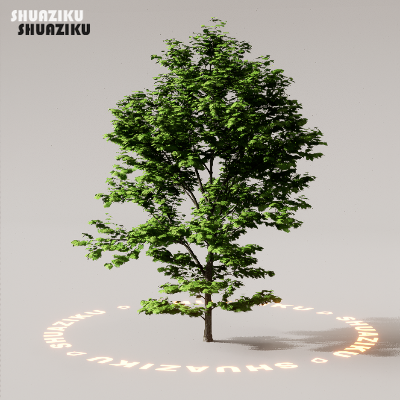 图片[57]-D5渲染器室外植物树木模型下载88个-刷子库