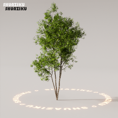 图片[60]-D5渲染器室外植物树木模型下载88个-刷子库