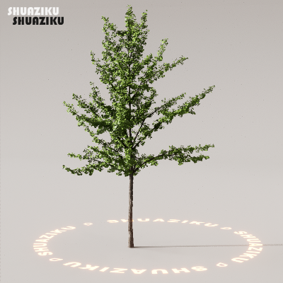 图片[66]-D5渲染器室外植物树木模型下载88个-刷子库