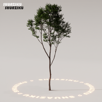 图片[77]-D5渲染器室外植物树木模型下载88个-刷子库