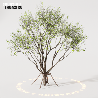 图片[84]-D5渲染器室外植物树木模型下载88个-刷子库