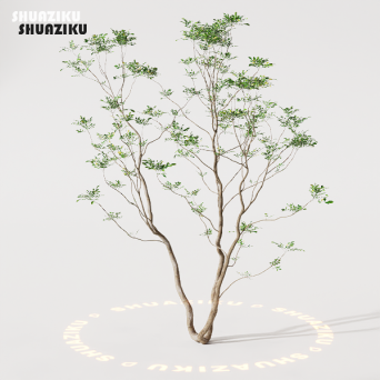 图片[86]-D5渲染器室外植物树木模型下载88个-刷子库