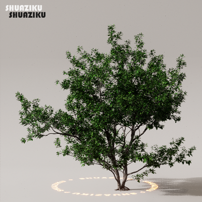 图片[27]-D5渲染器室外植物树木模型下载50个-刷子库