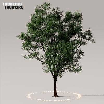 图片[32]-D5渲染器室外植物树木模型下载50个-刷子库