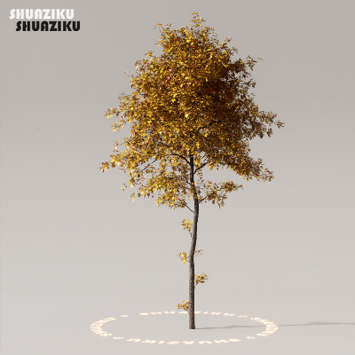 图片[35]-D5渲染器室外植物树木模型下载50个-刷子库