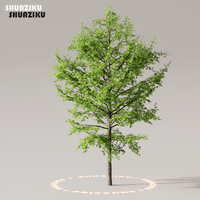 图片[39]-D5渲染器室外植物树木模型下载50个-刷子库