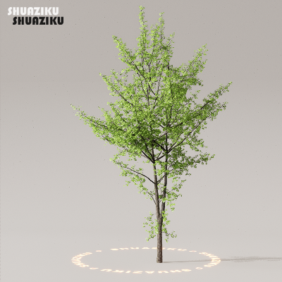 图片[41]-D5渲染器室外植物树木模型下载50个-刷子库