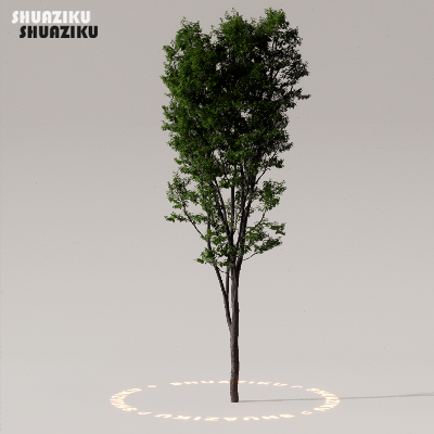 图片[44]-D5渲染器室外植物树木模型下载50个-刷子库