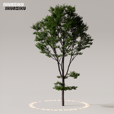 图片[46]-D5渲染器室外植物树木模型下载50个-刷子库