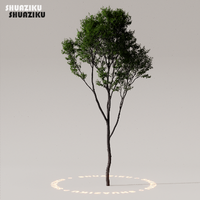 图片[48]-D5渲染器室外植物树木模型下载50个-刷子库