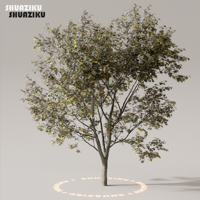 图片[1]-D5渲染器室外植物树木模型下载50个-刷子库