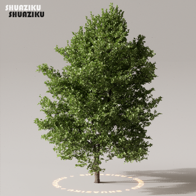 图片[2]-D5渲染器室外植物树木模型下载50个-刷子库