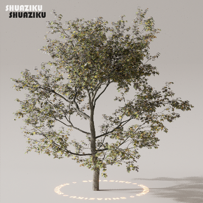 图片[4]-D5渲染器室外植物树木模型下载50个-刷子库