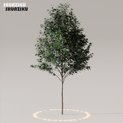 图片[5]-D5渲染器室外植物树木模型下载50个-刷子库