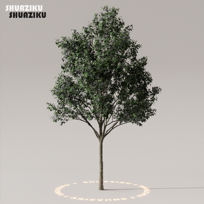 图片[7]-D5渲染器室外植物树木模型下载50个-刷子库