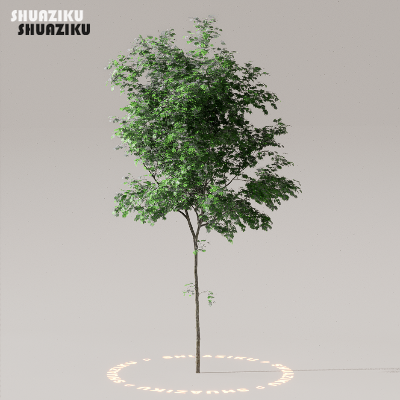 图片[8]-D5渲染器室外植物树木模型下载50个-刷子库